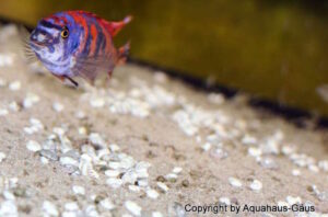 Labeotropheus trewavasae 'Thumbi West'